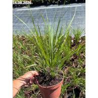 Calamagrostis ×acutiflora 'Karl Foerster'
