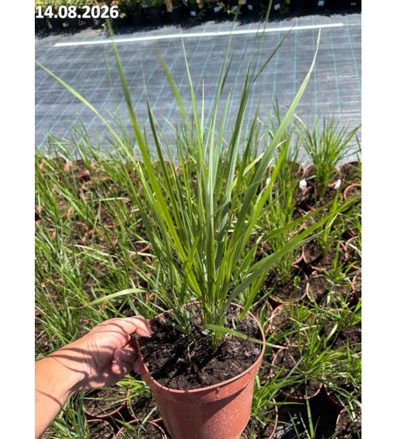 Calamagrostis ×acutiflora 'Karl Foerster'