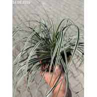 Carex oshimensis EVEREST 'Fiwhite' PBR