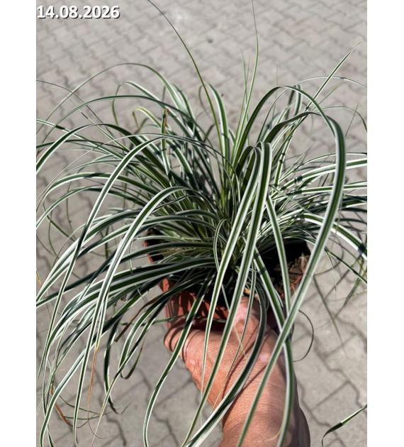 Carex oshimensis EVEREST 'Fiwhite' PBR