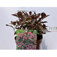 Weigela florida MIDNIGHT WINE 'Elvera' PBR