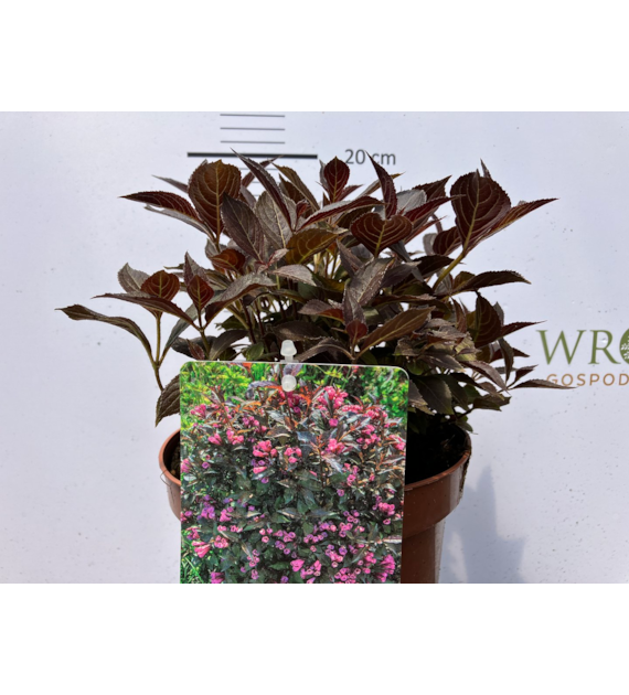 Weigela florida MIDNIGHT WINE 'Elvera' PBR