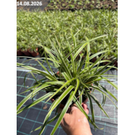 Carex morrowii 'Ice Dance'