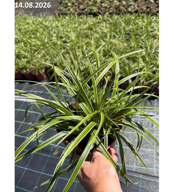Carex morrowii 'Ice Dance'