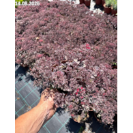 Sedum SUNSPARKLER 'Dazzleberry' PBR