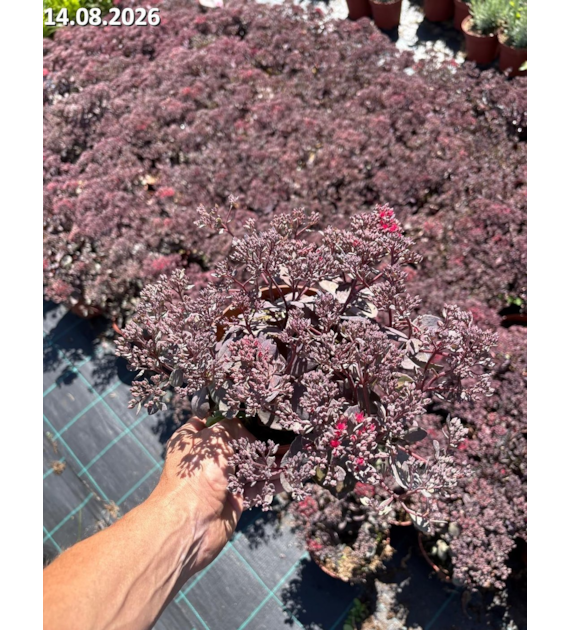 Sedum SUNSPARKLER 'Dazzleberry' PBR