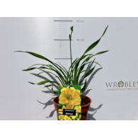 Hemerocallis 'Bakabana'