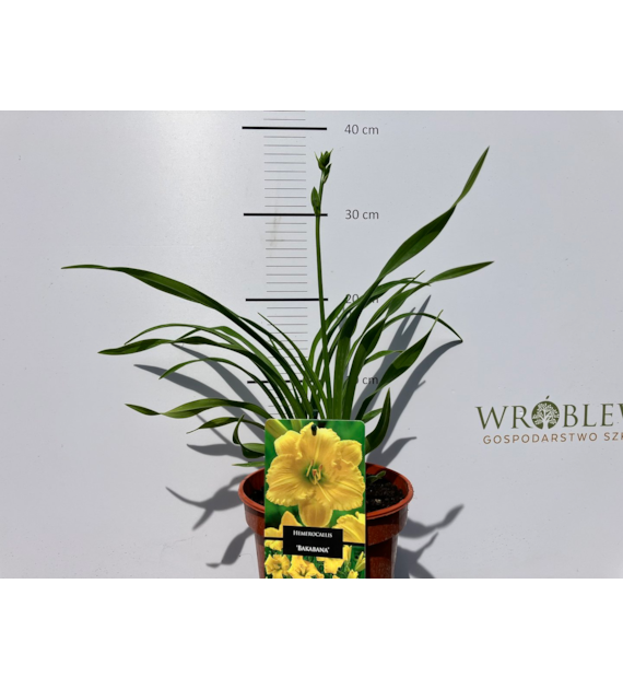 Hemerocallis 'Bakabana'