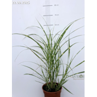 Miscanthus sinensis 'Zebrinus'
