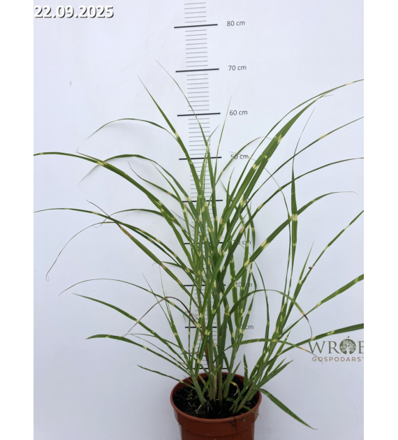 Miscanthus sinensis 'Zebrinus'