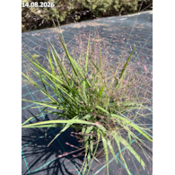 Eragrostis spectabilis