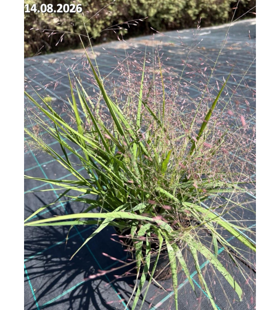 Eragrostis spectabilis