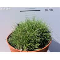 Festuca gautieri 'Pic Carlit'