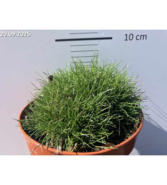 Festuca gautieri 'Pic Carlit'