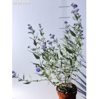 Caryopteris ×clandonensis 'Dark Knight'