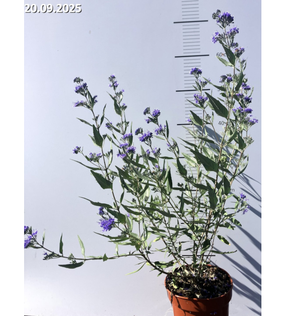 Caryopteris ×clandonensis 'Dark Knight'