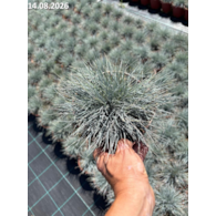 Festuca glauca 'Eisvogel'