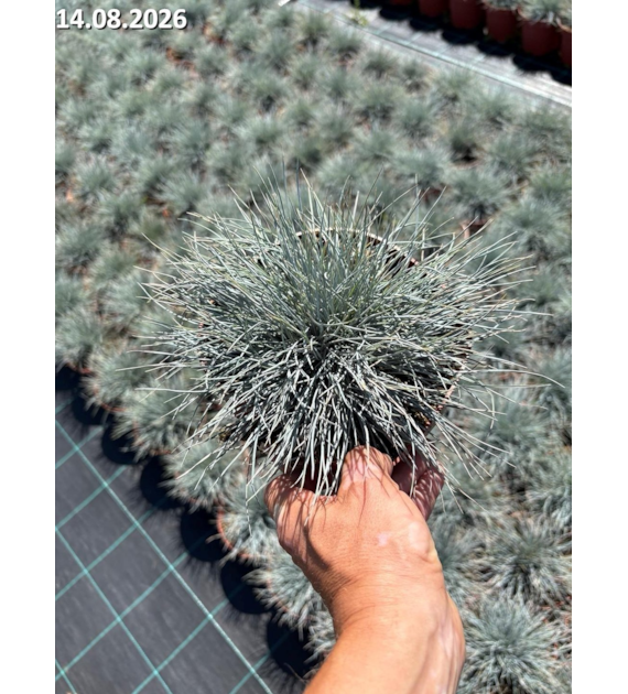 Festuca glauca 'Eisvogel'