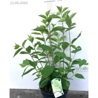 Hydrangea paniculata 'Phantom'