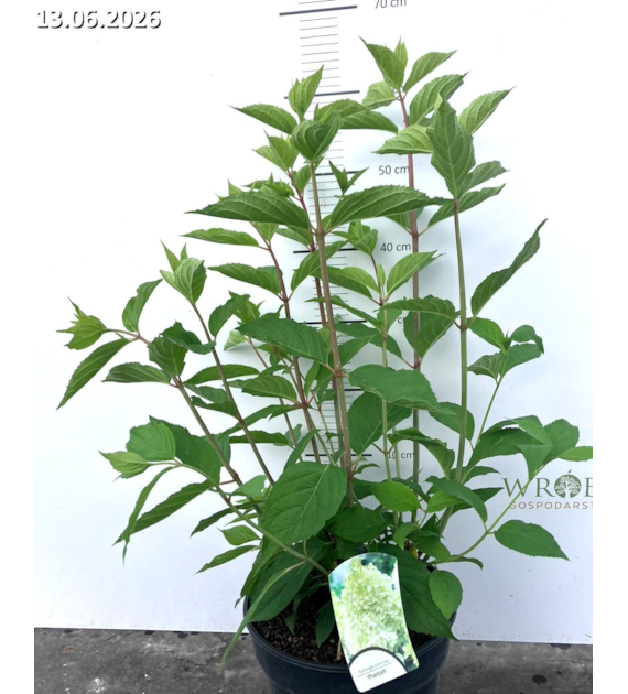 Hydrangea paniculata 'Phantom'