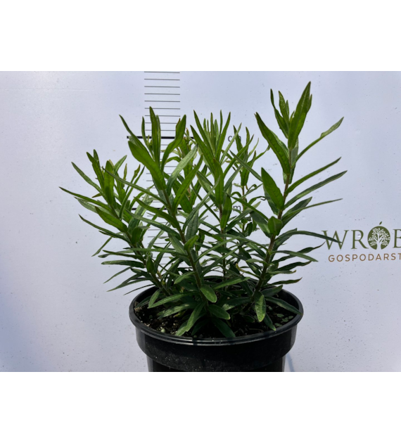 Asclepias tuberosa 'Gay Butterflies'