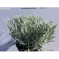 Lavandula intermedia PHENOMENAL 'Niko' PBR
