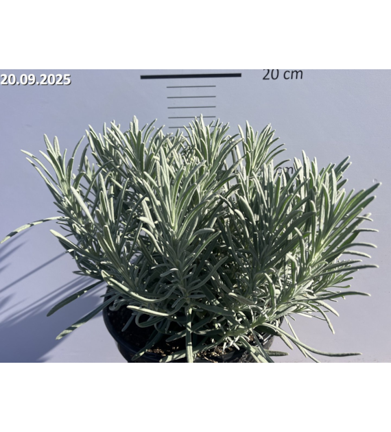 Lavandula intermedia PHENOMENAL 'Niko' PBR