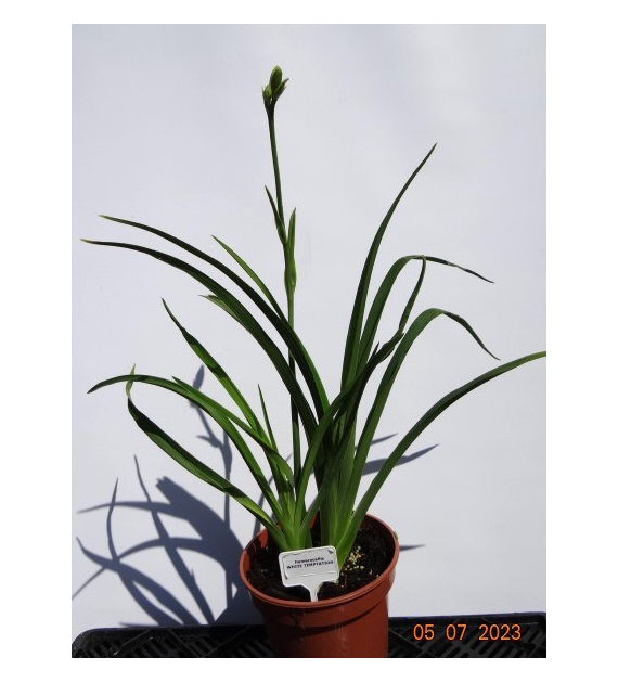 Hemerocallis 'White Temptation'
