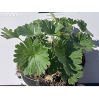 Geranium sanguineum 'Tiny Monster'