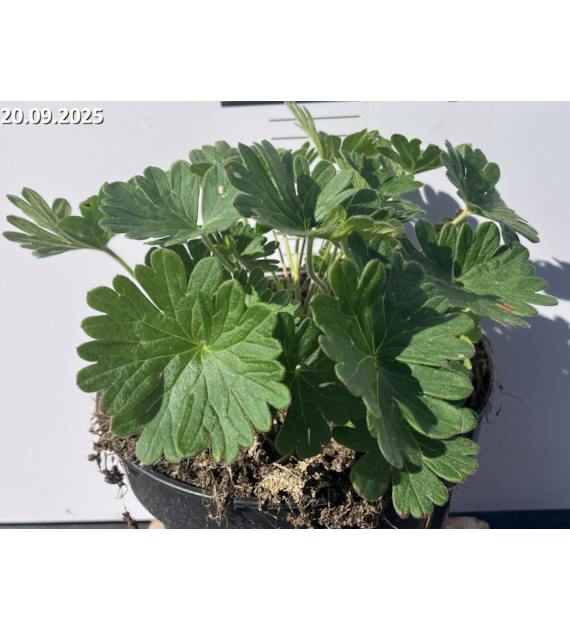 Geranium sanguineum 'Tiny Monster'