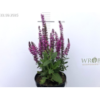 Salvia nemorosa 'Pink Rianne'