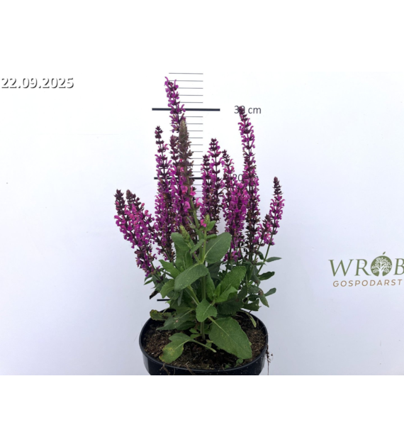 Salvia nemorosa 'Pink Rianne'