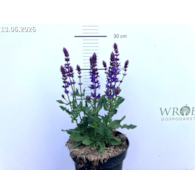 Salvia 'Salute Blue' PBR