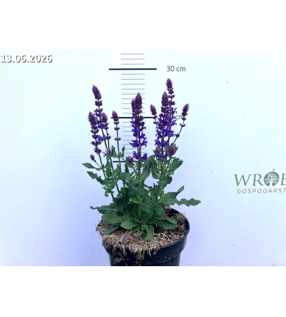 Salvia 'Salute Blue' PBR