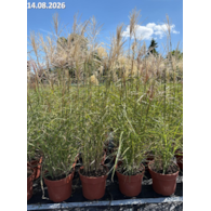 Miscanthus sinensis 'Ferner Osten'