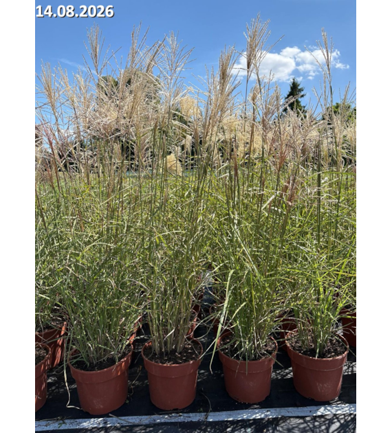 Miscanthus sinensis 'Ferner Osten'