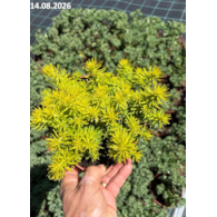 Sedum 'Angelina'