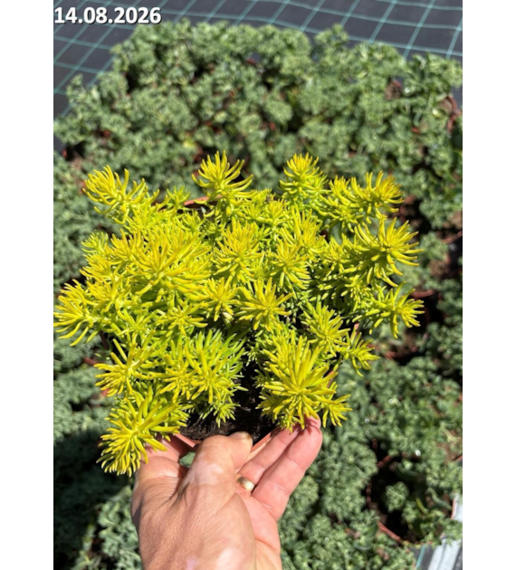 Sedum 'Angelina'