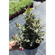 Buddleja Butterfly Candy Little Magneta