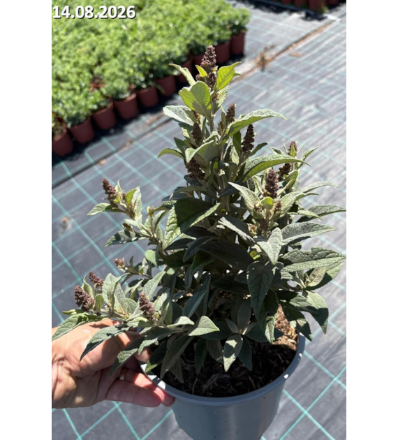 Buddleja Butterfly Candy Little Magneta